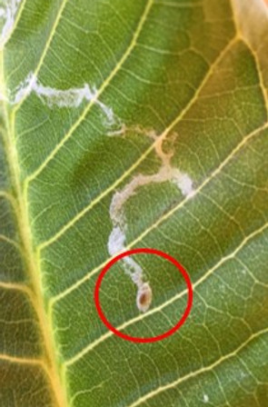 leaf minor.jpg