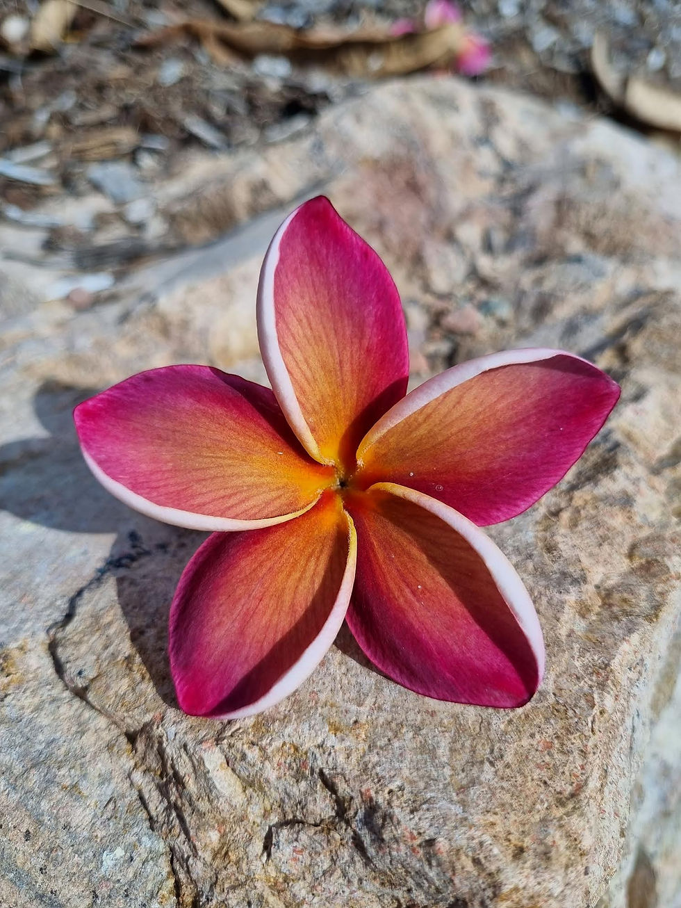 Sydney Frangipani