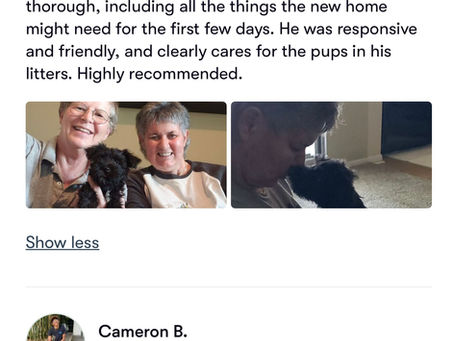 Why Families Across the Country Choose KMS Schnauzers