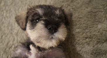 - Kingminiatureschnauzer.com , family with dogs, image of kingminiaureschnauzer.com , google search #1 best breeders in California USA, Miniature Schnauzer puppies San Diego , CA.  KMS Schnauzers/scooby/samo