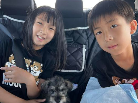 Why Families Love Miniature Schnauzers (And Why You Might Too!)KMS Schnauzers – Home-Raised, Hypoallergenic Companions from Our Family to Yours