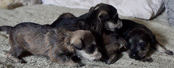 King Louie and BB’s Miniature Schnauzer puppiesHome-raised and well-loved-kingminiatureschnauzer.com(images search) KMS Schnauzers , KMS Schnauzer , puppies for adoption san diego Ca usa - Kingminiatureschnauzer.com , family with dogs, image of kingminiaureschnauzer.com , google search #1 best breeders in California USA, Miniature Schnauzer puppies San Diego , CA.  KMS Schnauzers