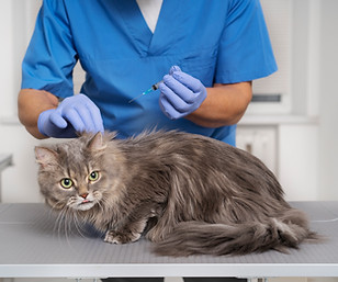 close-up-veterinary-doctor-taking-care-pet.jpg