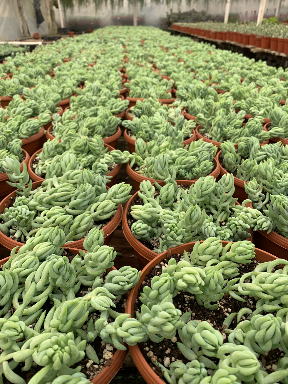 Donkey Long Leaf
(Sedum morganianum)