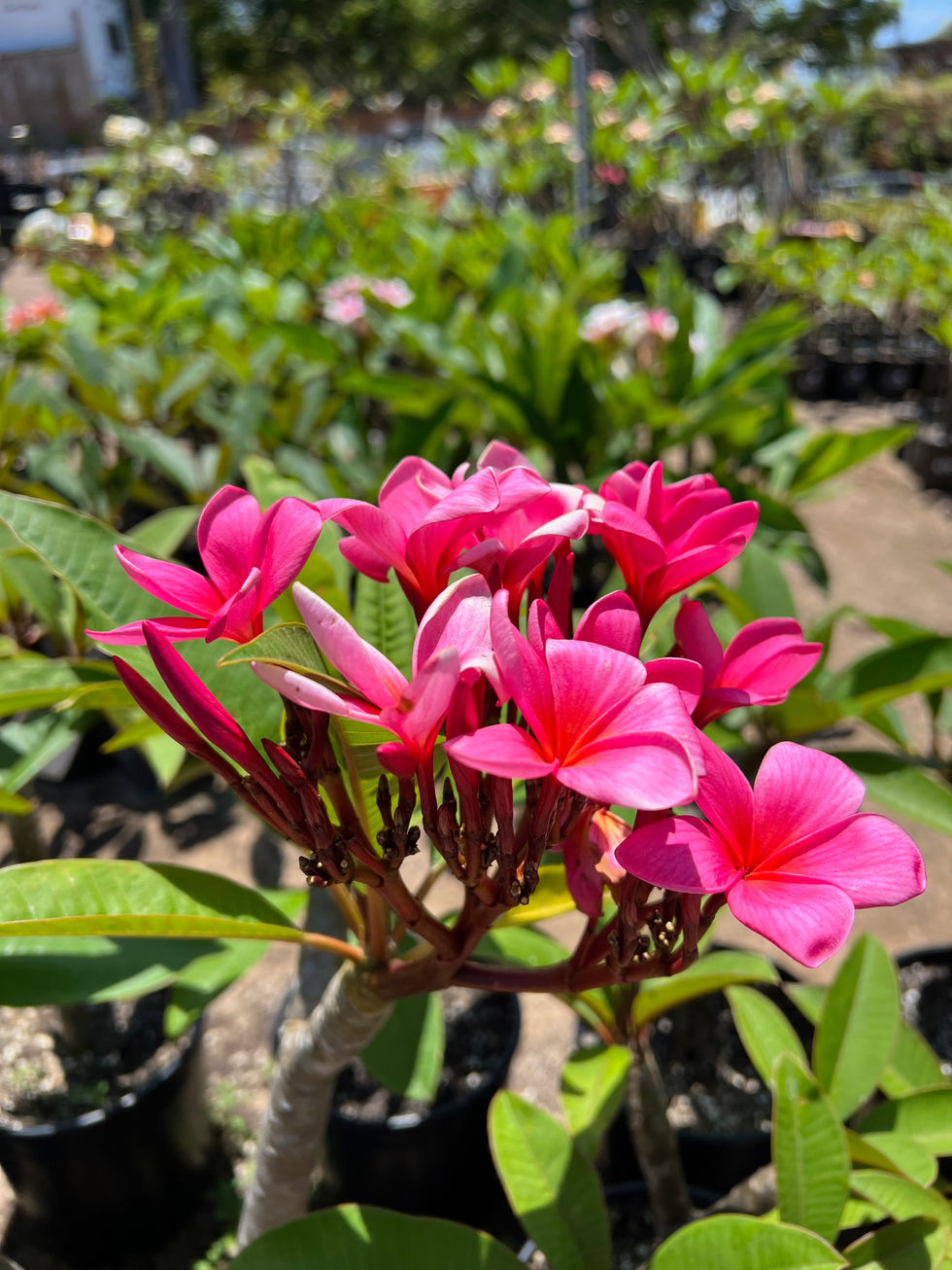 Plumeria Bloom