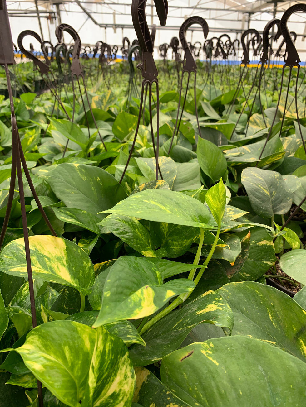 Hawaiian Pothos (Epipremnum aureum)