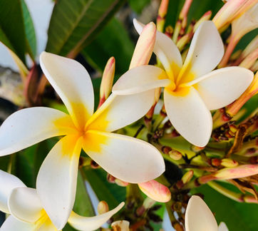 Plumeria Bloom