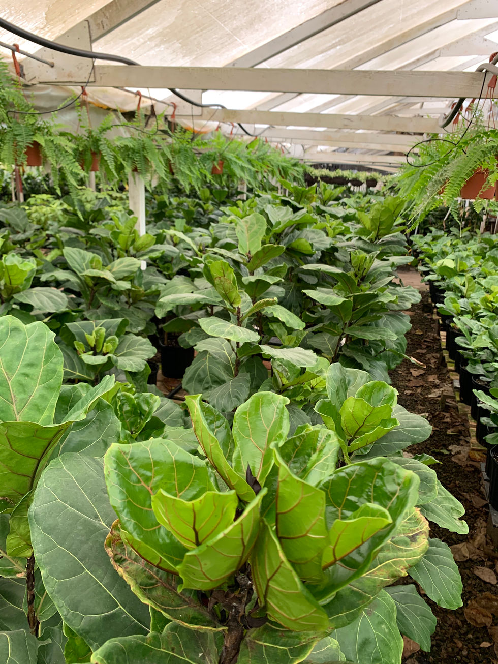 Fiddle Leaf Fig
(Ficus lyrata)