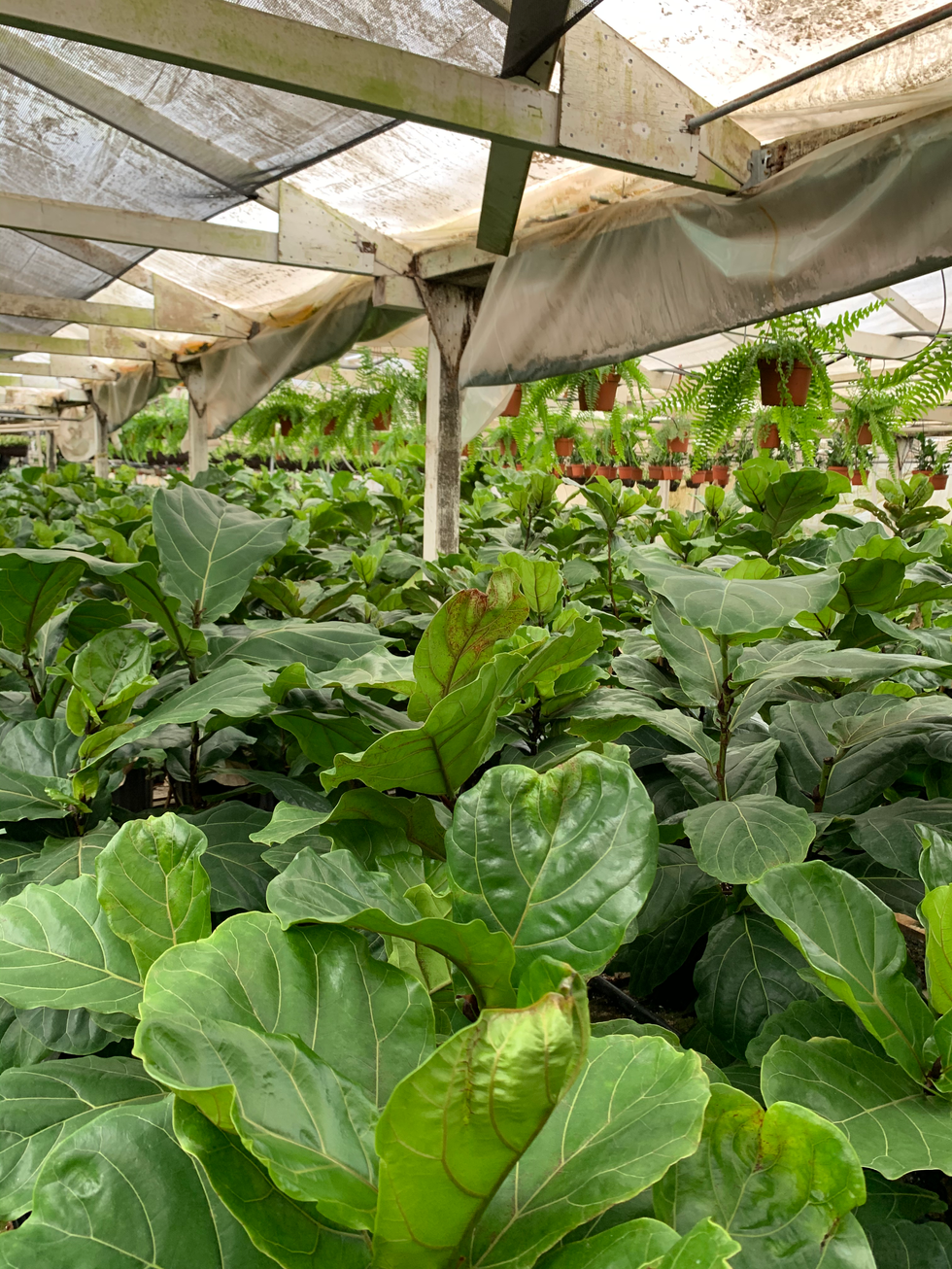 Fiddle Leaf Fig
(Ficus Lyrata)