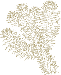 araucaria éco-domaine du chalonge