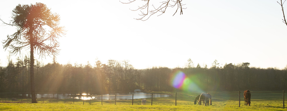 Parc de 22 hectares avec étang et arbres bicentenaires, cadre naturel du domaine près de Nantes