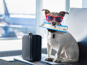 10 Questions to Ask Yourself Before Booking a Flight with Your Pet