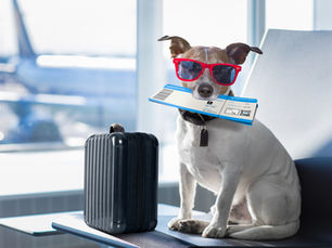 10 Questions to Ask Yourself Before Booking a Flight with Your Pet