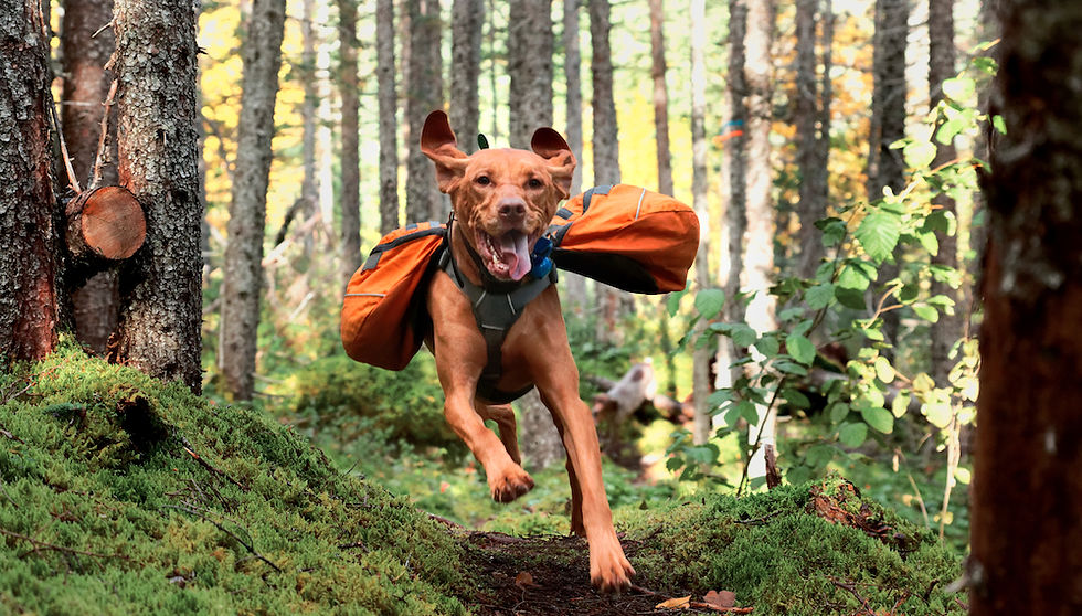 boat-dog-at-helm.jpg