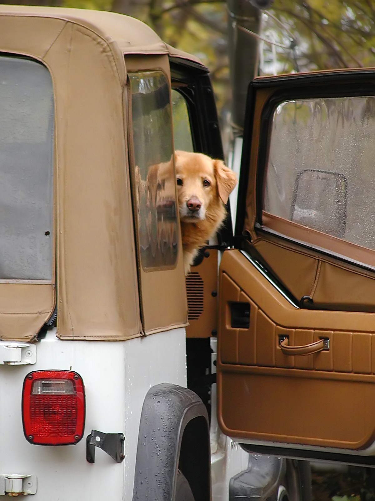 vertical-car-dog-peeping-out.jpg
