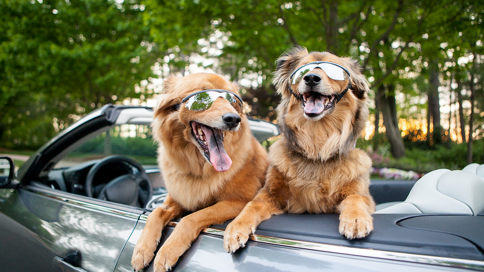 home-page-dogs-car_edited.png