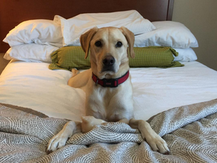 Worried About Leaving Your Pet Alone in the Hotel Room? Here's What To Do