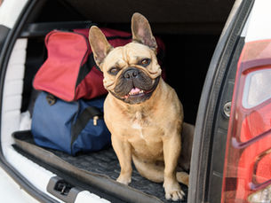 Money-Saving Tips for Pet Travel