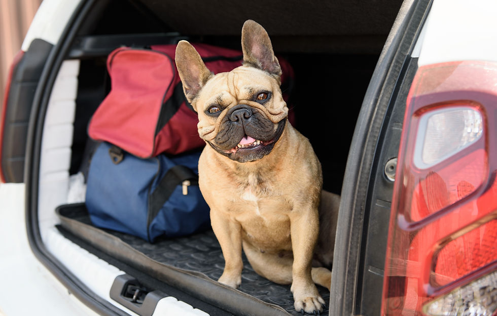 Money-Saving Tips for Pet Travel