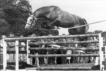 Sea Crest RID stallion as 3yr old
