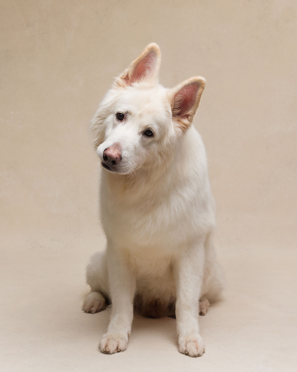 Thumbnail: Pet Pawtrait session