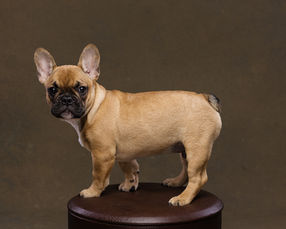 french bulldog puppy frenchie