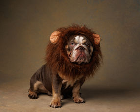 old english bulldog dressed as lion with mane