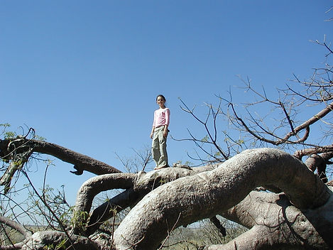 Emily climbing the roots of a Baobab tree