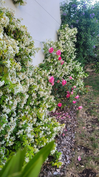 Plantes grimpantes sur support accroché au mur