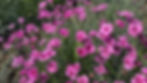 IMG_1936.jpeg