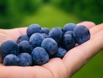 Salvaguardias; el muro de Estados Unidos contra los arándanos