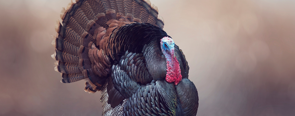 Whispering Hollows Turkey Hunts