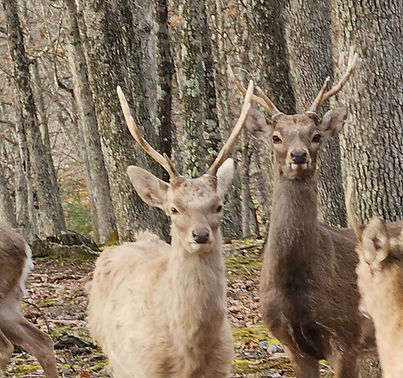 Sitka Deer Hunts