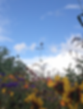 Screenshot 2025-03-31 at 2.57.16 PM.png