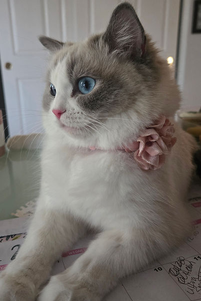 Ragdoll Queen Layla