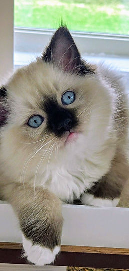 Ragdoll