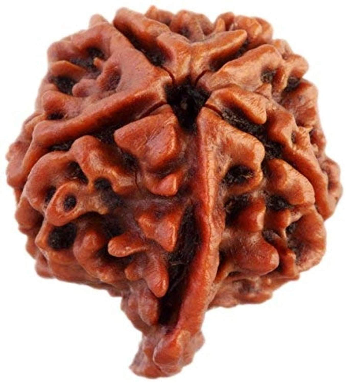 Maalavya Ganesh Rudraksha in origin NEPAL