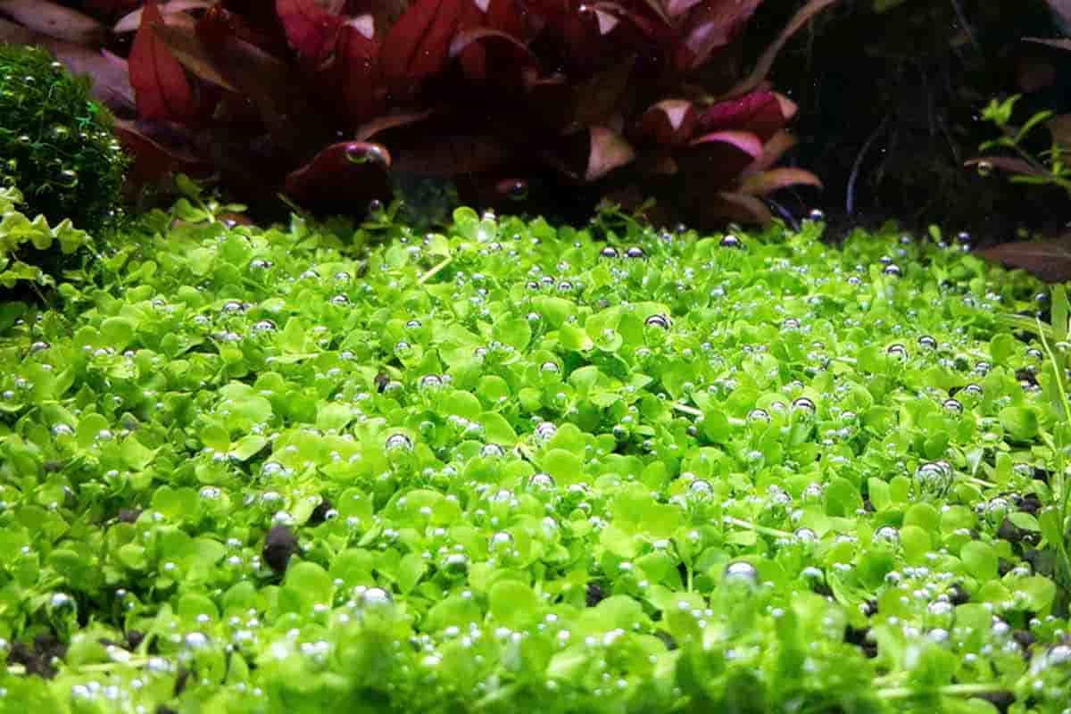 मालव्या लाइव जलीय पौधा मोंटे कार्लो पॉट के साथ