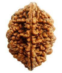 Thumbnail: Maalavya 2 Mukhi Rudraksha in origin INDIA