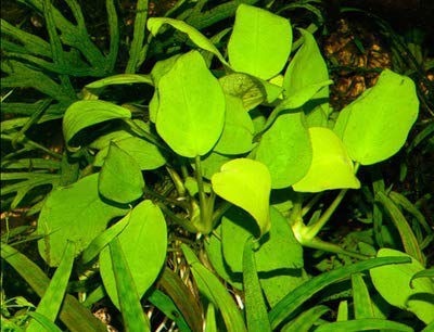 Thumbnail: Maalavya Live Aquatic Plant Anubias Nana Gold (15 to 20 Leaves) With Pot