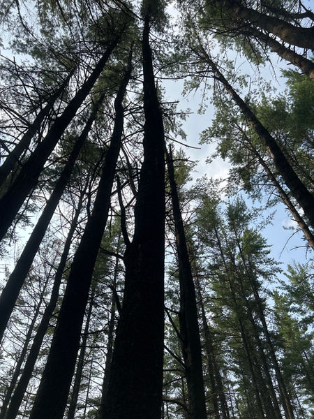 Under the White Pines
