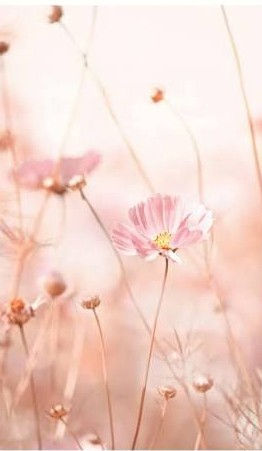 image- pink flowers.jpg