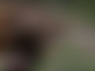 ALGECIRAS| Los de Santiago Domecq en imágenes