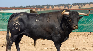 Los toros de la Corrida Concurso de Ganaderías de la Feria Real de Algeciras