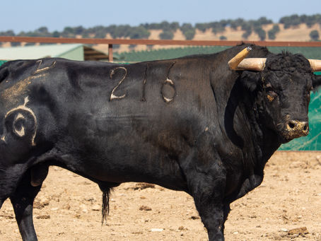 Los toros de la Corrida Concurso de Ganaderías de la Feria Real de Algeciras