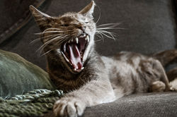 danger cat