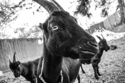 momma goat