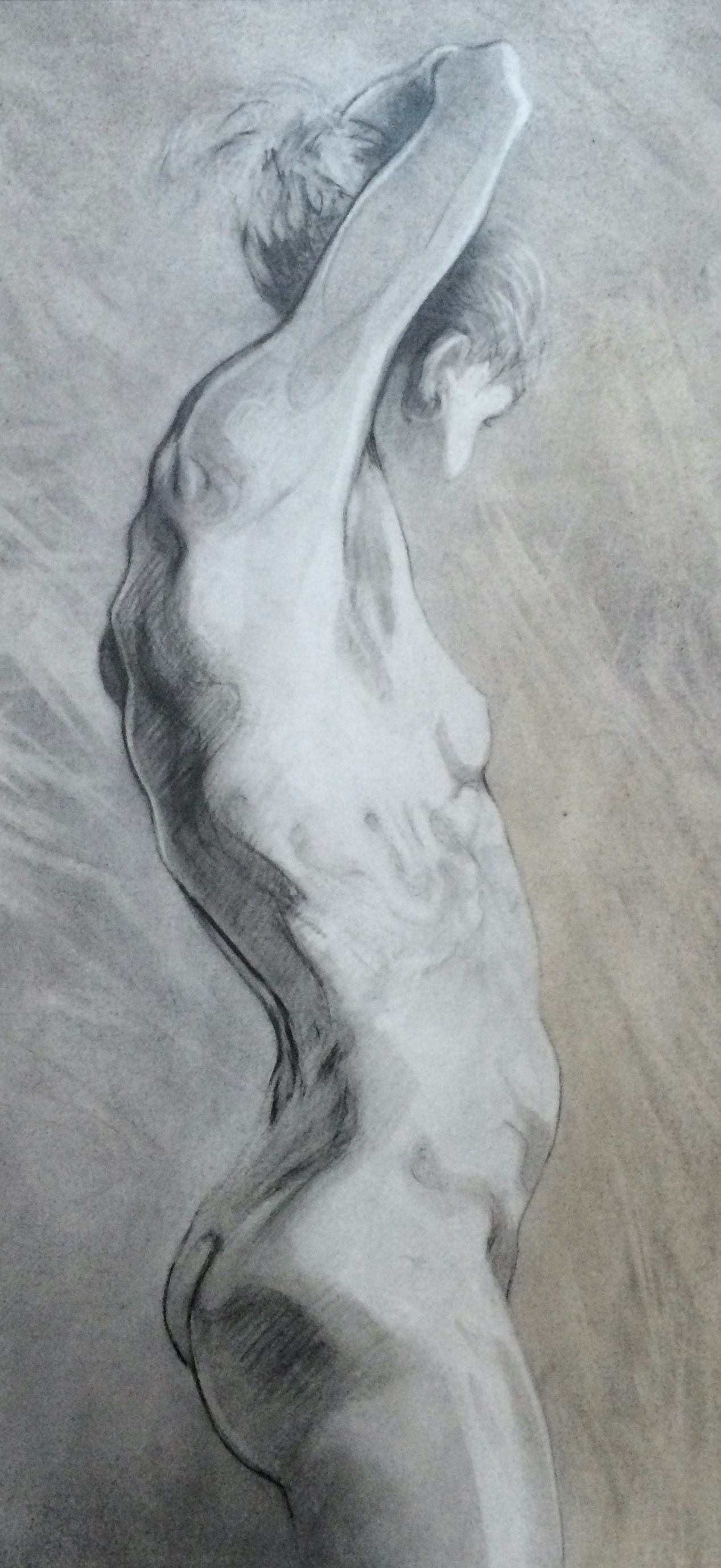 Standing Nude Stretching. 57.5 x 25 cm. charcoal & graphite on panel