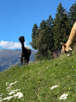 Alpine meadow with alpacas and panoramic Dolomites backdrop