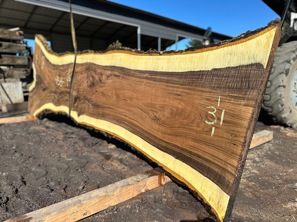 Thumbnail: Black Walnut 031424-7